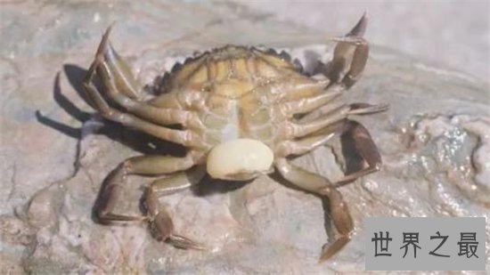 蟹奴是螃蟹身上的寄生虫，螃蟹将会成为僵尸蟹