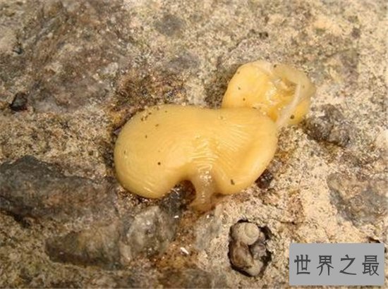 蟹奴是螃蟹身上的寄生虫，螃蟹将会成为僵尸蟹