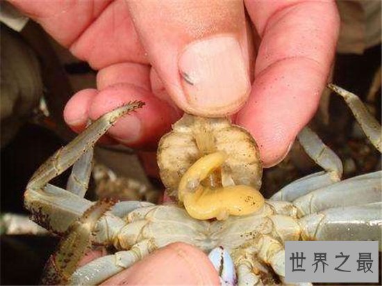 蟹奴是螃蟹身上的寄生虫，螃蟹将会成为僵尸蟹