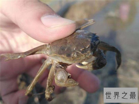 蟹奴是螃蟹身上的寄生虫，螃蟹将会成为僵尸蟹