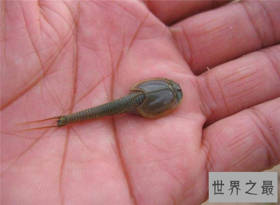 三眼恐龙虾能让稻子长得更好，恐龙时代之前便有了它