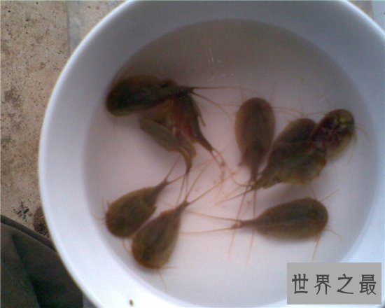 三眼恐龙虾能让稻子长得更好，恐龙时代之前便有了它