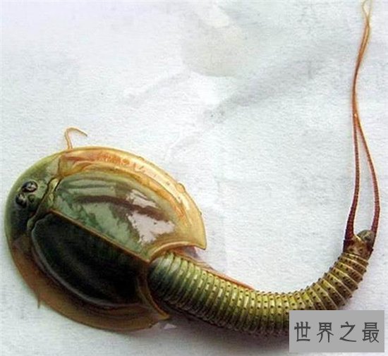 三眼恐龙虾能让稻子长得更好，恐龙时代之前便有了它