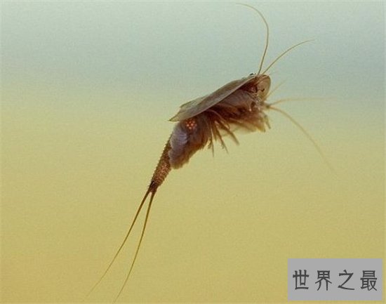 三眼恐龙虾能让稻子长得更好，恐龙时代之前便有了它