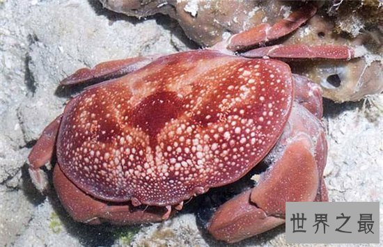 正直爱洁蟹是含有河豚剧毒的螃蟹，与面包蟹长相相似