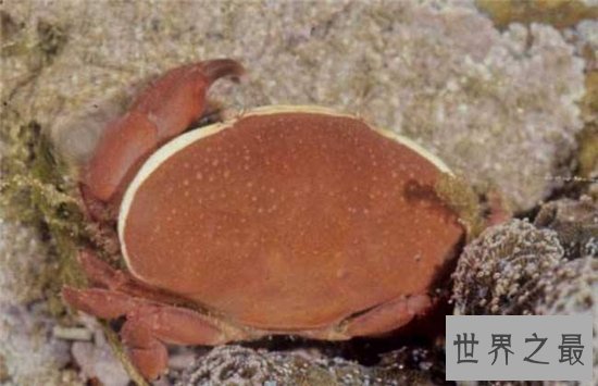 正直爱洁蟹是含有河豚剧毒的螃蟹，与面包蟹长相相似