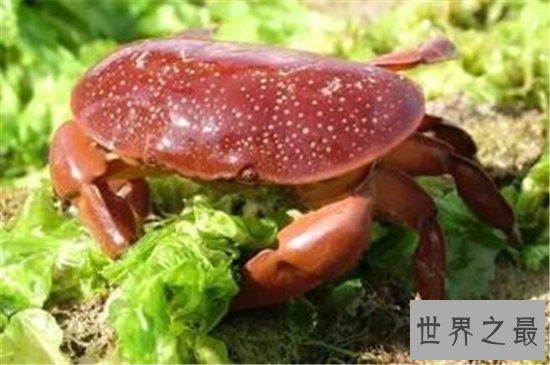 正直爱洁蟹是含有河豚剧毒的螃蟹，与面包蟹长相相似