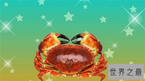 正直爱洁蟹是含有河豚剧毒的螃蟹，与面包蟹长相相似