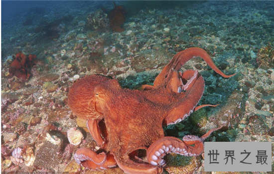 北太平洋巨型章鱼做成铁板烧,足够百来人食用