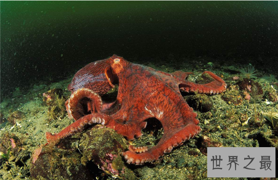 北太平洋巨型章鱼做成铁板烧,足够百来人食用