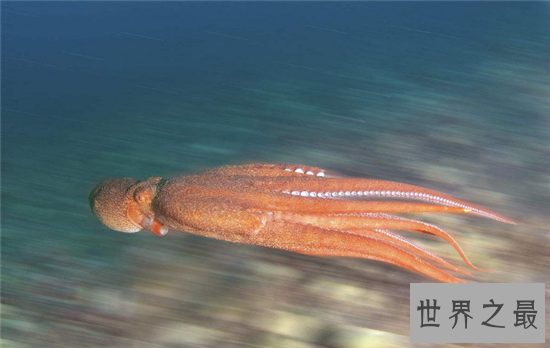 北太平洋巨型章鱼做成铁板烧,足够百来人食用