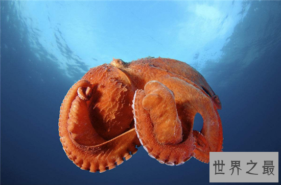 北太平洋巨型章鱼做成铁板烧,足够百来人食用