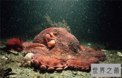 北太平洋巨型章鱼做成铁板烧，足够百来人食用