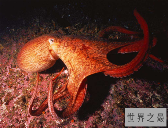 北太平洋巨型章鱼做成铁板烧,足够百来人食用