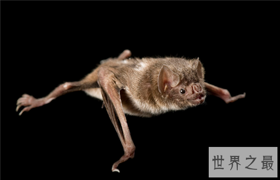 吸血蝙蝠是西方吸血鬼的原型，然而恐怖的不仅是吸血