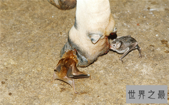 吸血蝙蝠是西方吸血鬼的原型，然而恐怖的不仅是吸血