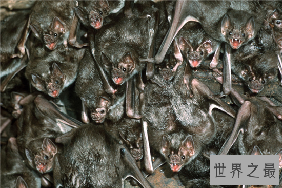 吸血蝙蝠是西方吸血鬼的原型，然而恐怖的不仅是吸血