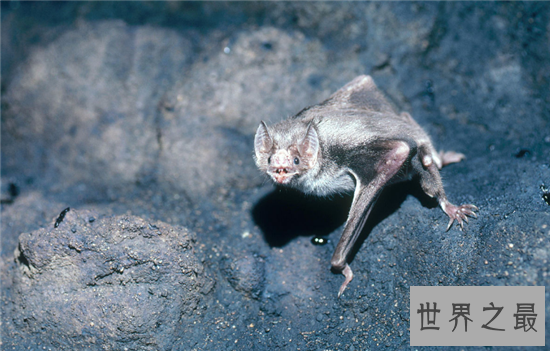 吸血蝙蝠是西方吸血鬼的原型，然而恐怖的不仅是吸血