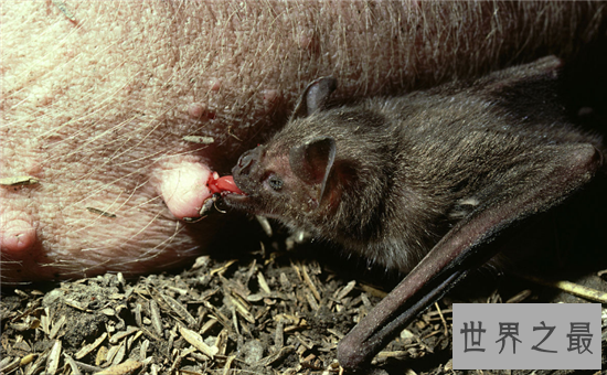 吸血蝙蝠是西方吸血鬼的原型，然而恐怖的不仅是吸血