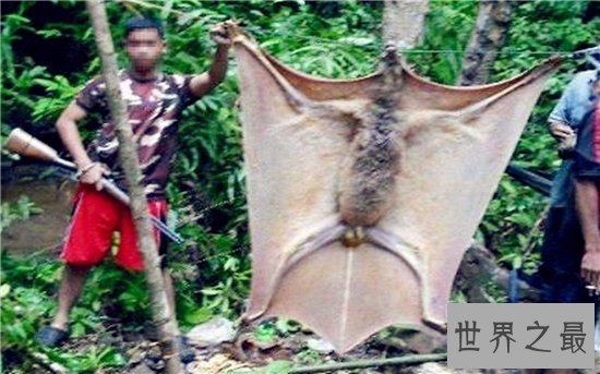 巨型蝙蝠又叫马来西亚狐蝠，人类捕杀它们用以果腹