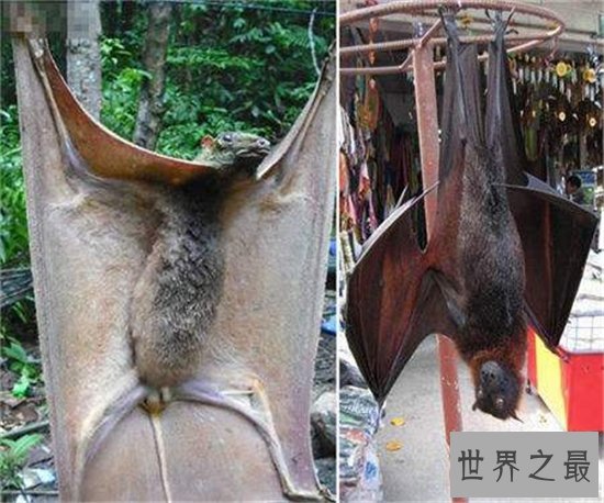 巨型蝙蝠又叫马来西亚狐蝠，人类捕杀它们用以果腹