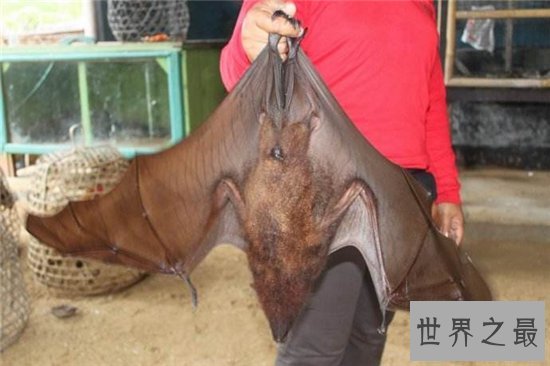 巨型蝙蝠又叫马来西亚狐蝠，人类捕杀它们用以果腹