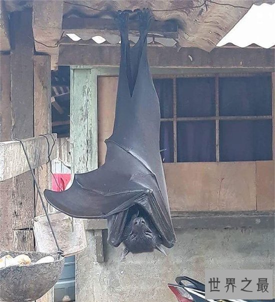 巨型蝙蝠又叫马来西亚狐蝠，人类捕杀它们用以果腹
