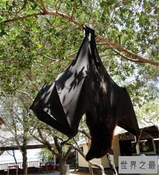 巨型蝙蝠又叫马来西亚狐蝠，人类捕杀它们用以果腹