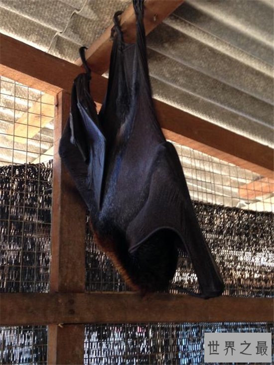 巨型蝙蝠又叫马来西亚狐蝠，人类捕杀它们用以果腹