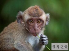 食蟹猴堪称世界上最珍稀的猴子，不爱吃水果爱吃螃蟹