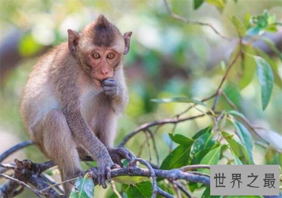 食蟹猴堪称世界上最珍稀的猴子，不爱吃水果爱吃螃蟹