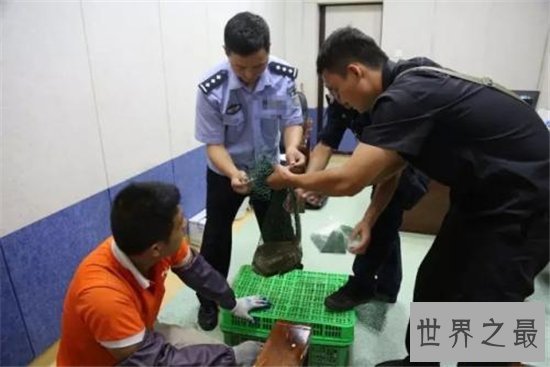 食蟹猴堪称世界上最珍稀的猴子，不爱吃水果爱吃螃蟹