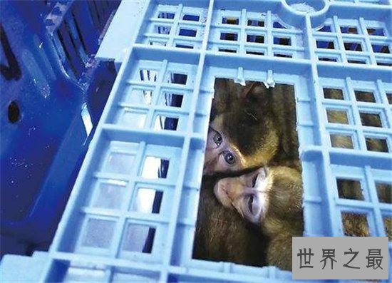 食蟹猴堪称世界上最珍稀的猴子，不爱吃水果爱吃螃蟹