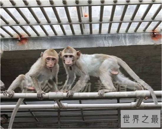食蟹猴堪称世界上最珍稀的猴子，不爱吃水果爱吃螃蟹