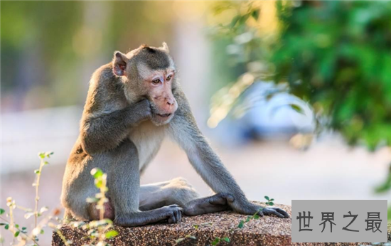 食蟹猴堪称世界上最珍稀的猴子，不爱吃水果爱吃螃蟹