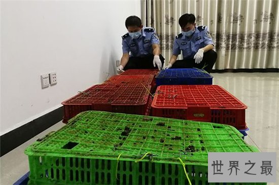 食蟹猴堪称世界上最珍稀的猴子，不爱吃水果爱吃螃蟹