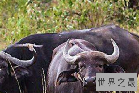 世界上最恐怖的动物排行榜,小小的它竟然也在榜上?