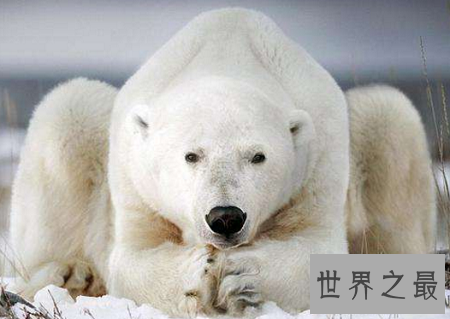 世界上最恐怖的动物排行榜,小小的它竟然也在榜上?