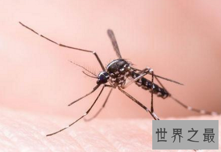 世界上最恐怖的动物排行榜,小小的它竟然也在榜上?