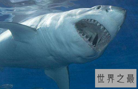 世界上最恐怖的动物排行榜,小小的它竟然也在榜上?