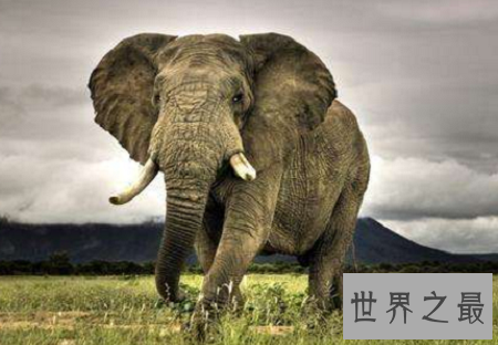 世界上最恐怖的动物排行榜,小小的它竟然也在榜上?