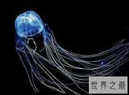 世界上最恐怖的动物排行榜,小小的它竟然也在榜上?