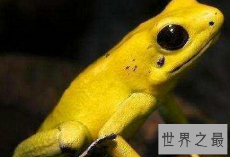 世界上最恐怖的动物排行榜,小小的它竟然也在榜上?