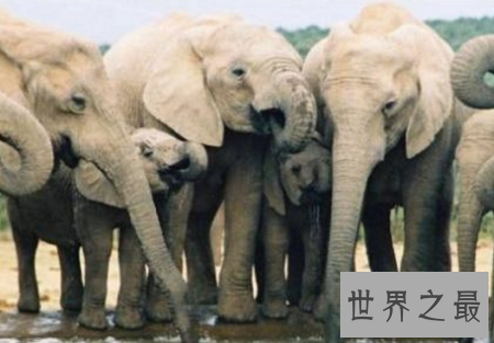 世界上最聪明的动物排行榜,你认为最蠢的排了第二?