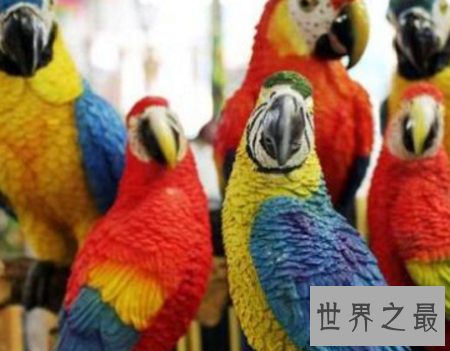 世界上最聪明的动物排行榜,你认为最蠢的排了第二?