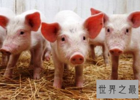 世界上最聪明的动物排行榜,你认为最蠢的排了第二?