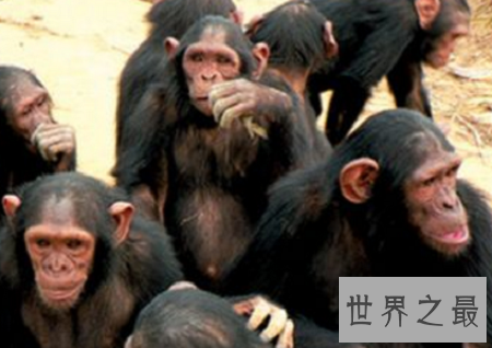 世界上最聪明的动物排行榜,你认为最蠢的排了第二?