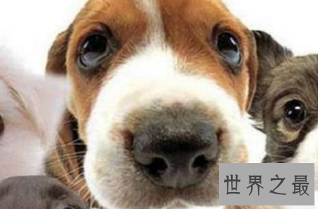 世界上最聪明的动物排行榜,你认为最蠢的排了第二?