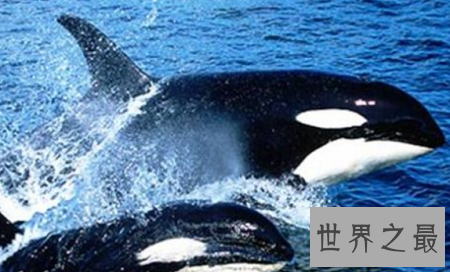 世界上最聪明的动物排行榜,你认为最蠢的排了第二?