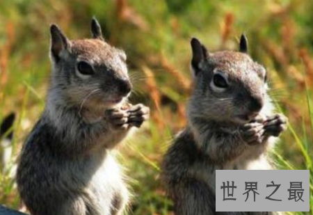 世界上最聪明的动物排行榜,你认为最蠢的排了第二?